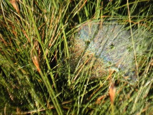 rainbow cobweb