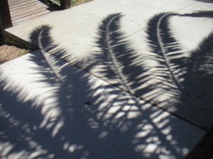 shadow garden