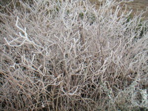 frost on garden