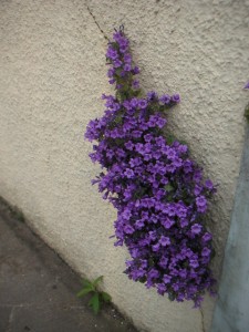 plant through wall