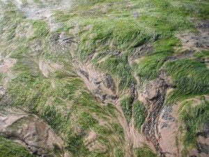 seaweed2