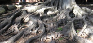 tree roots